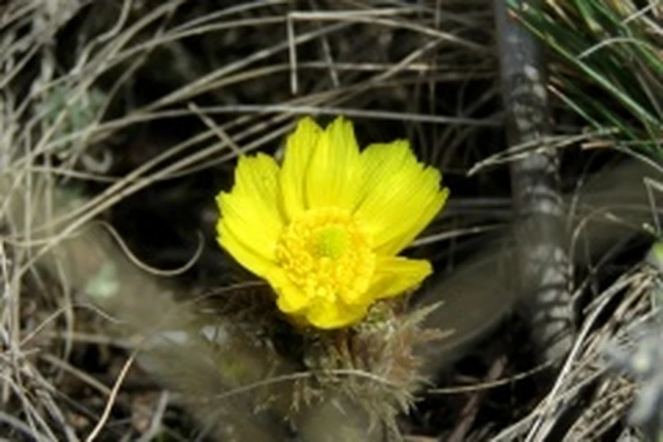 Талые воды в этом году почти полностью ушли в землю. Фото: Дмитрий Немальцев