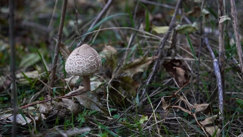      Фото: ИА «Победа26»