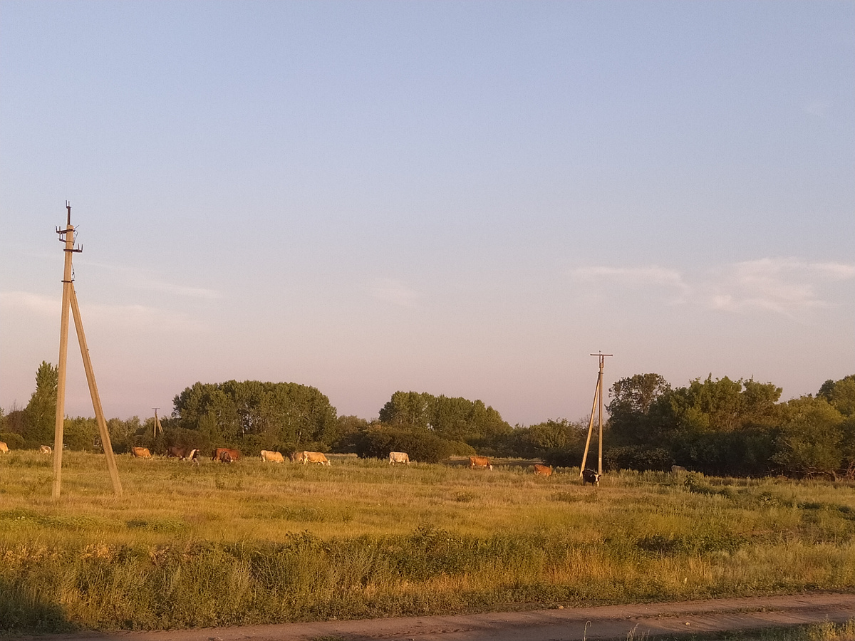 Фермерские коровы. Именно фермерские, не колхозные. Колхозов уже нет. Фото автора