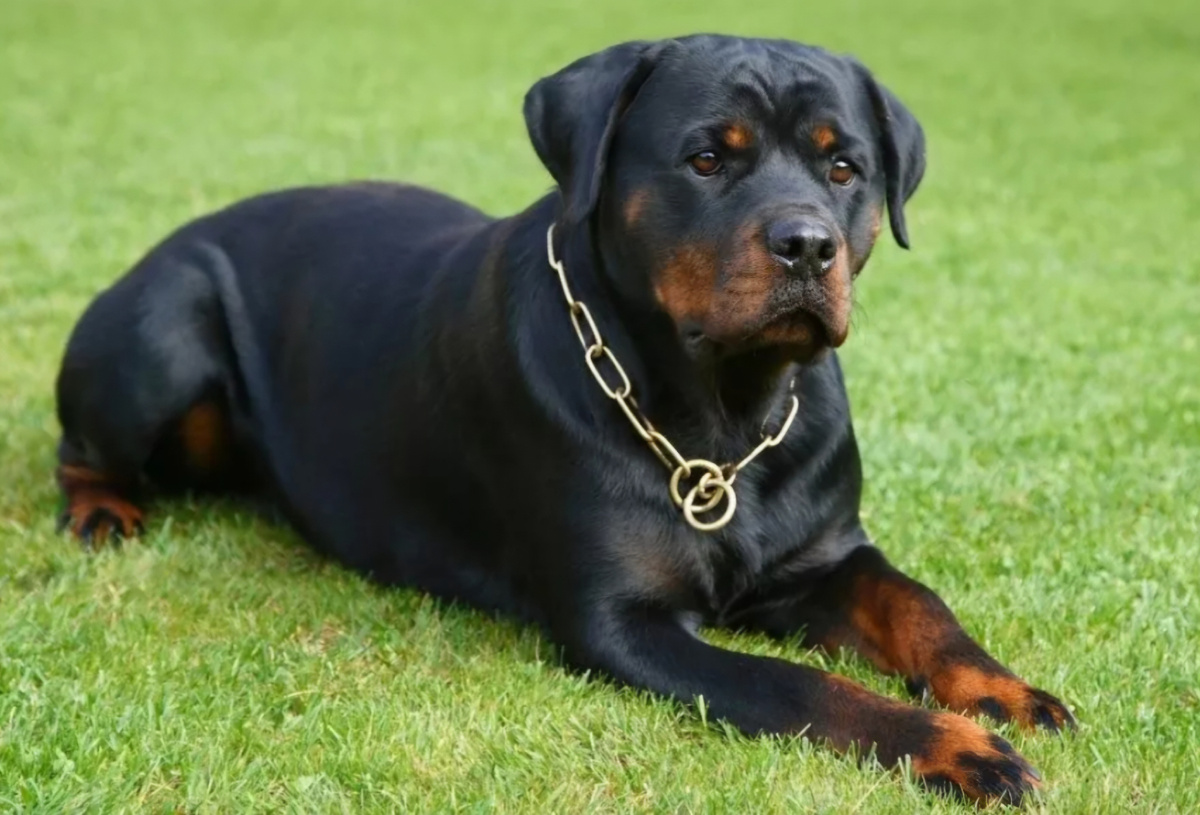 Ротвейлер 