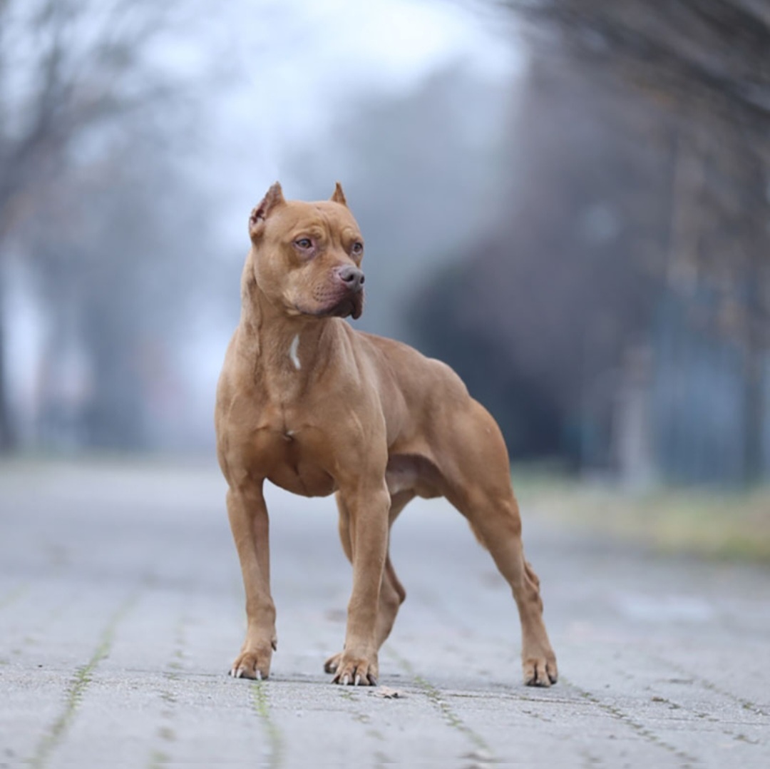 Американский питбультерьер 