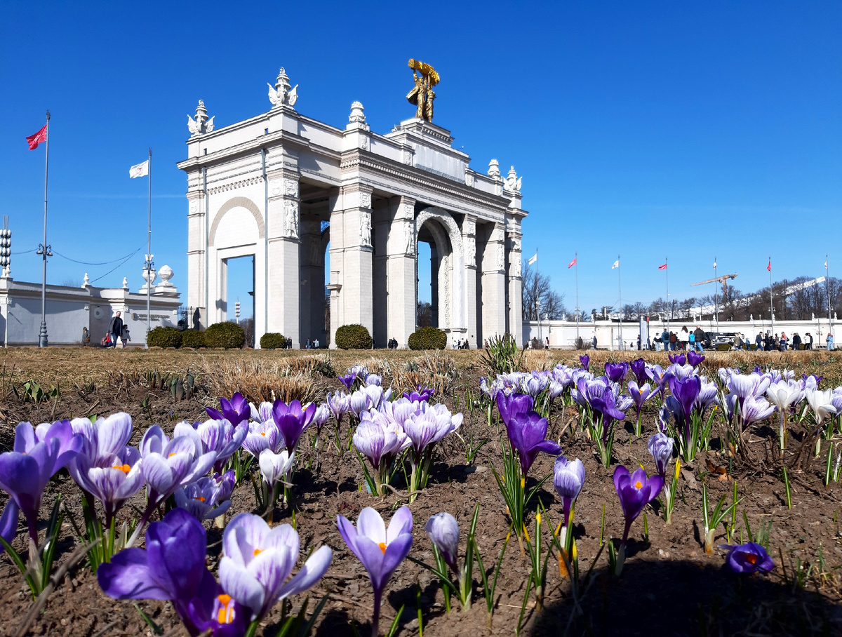 Весна 2026 в Москве. Крокусы на ВДНХ.