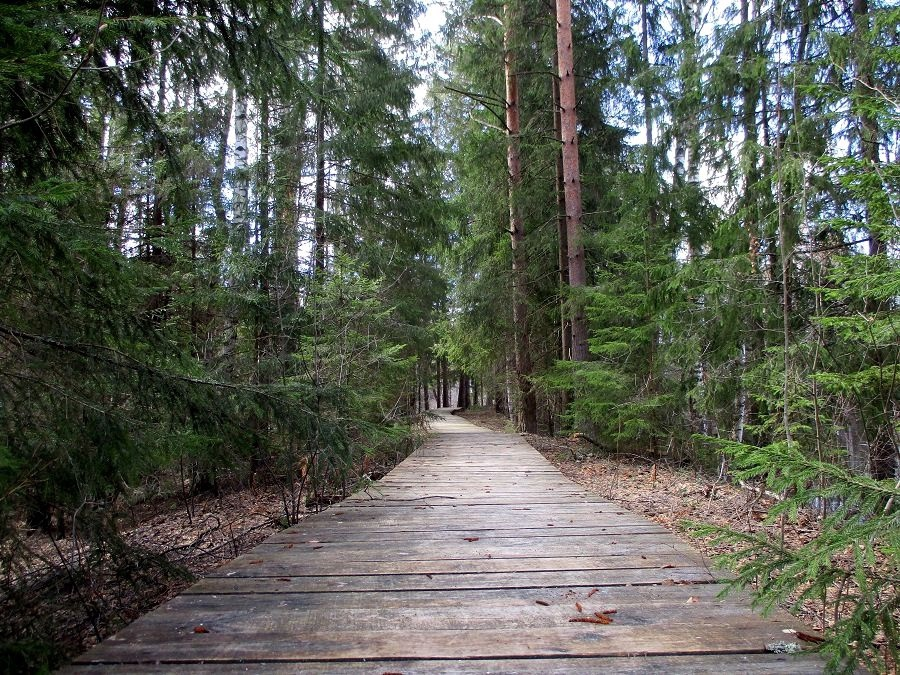 Экотропа. Фото: Керженский заповедник 