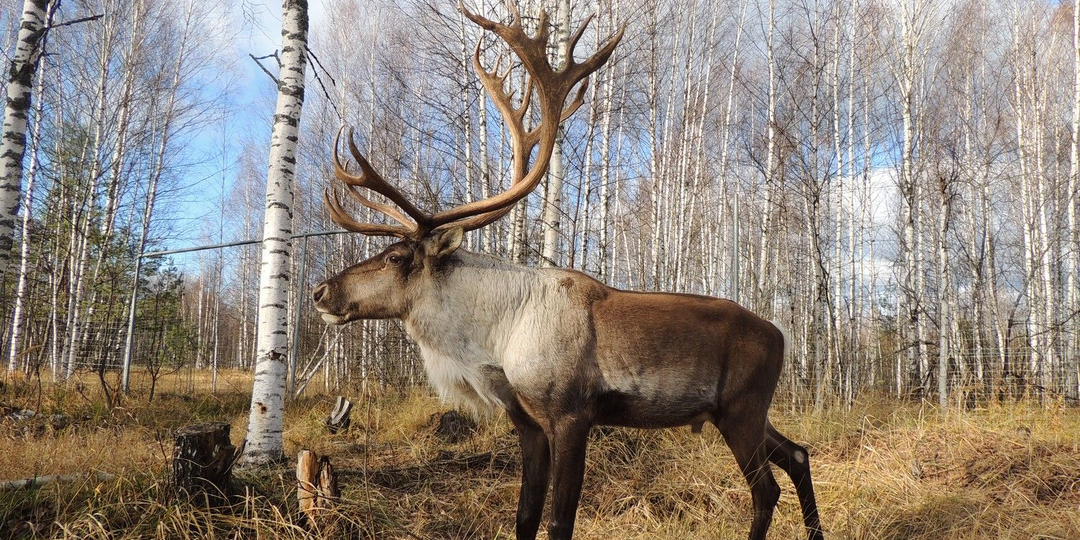 Ближе к природе: откройте для себя Керженский заповедник