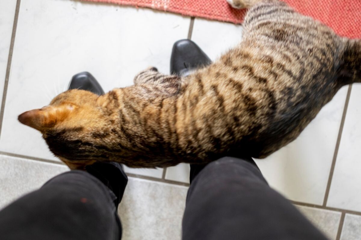 Кошка трётся о ноги 