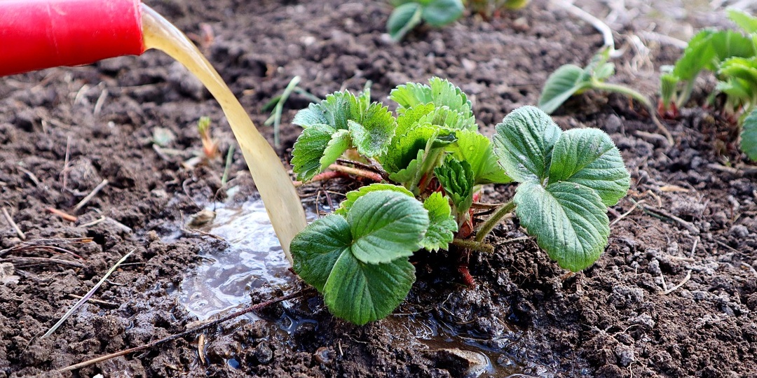 Первое удобрение для клубники после зимы, которое обеспечит обильный урожай крупных и сладких ягод!