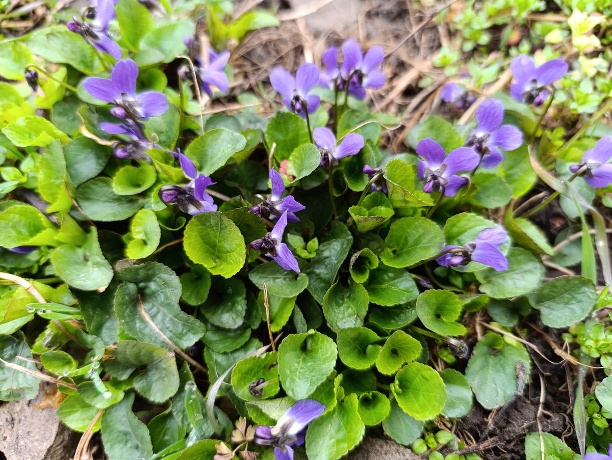 Фиалки фото автора 