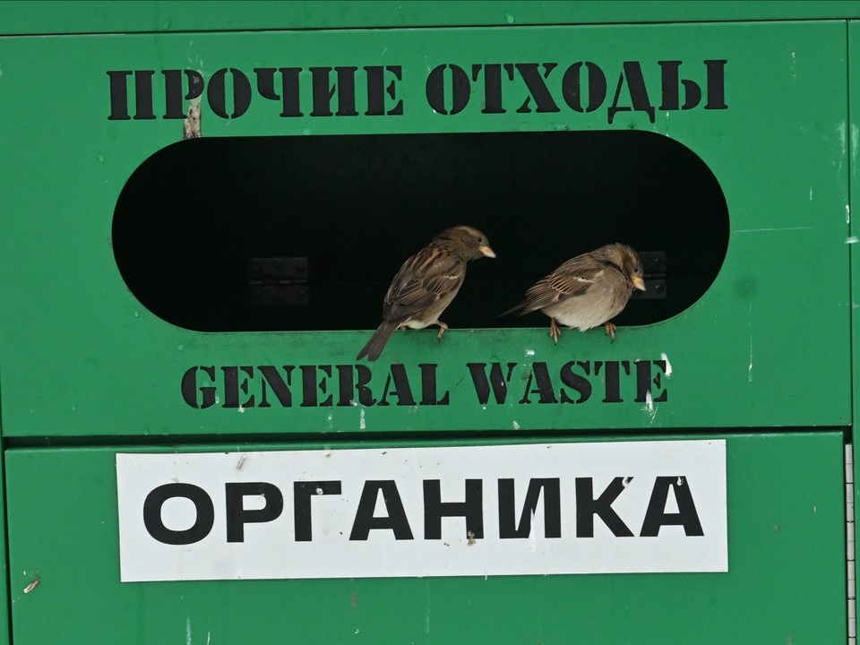    Более 600 обращений поступило в экослужбы за неделю. Фото: Гусева Евгения