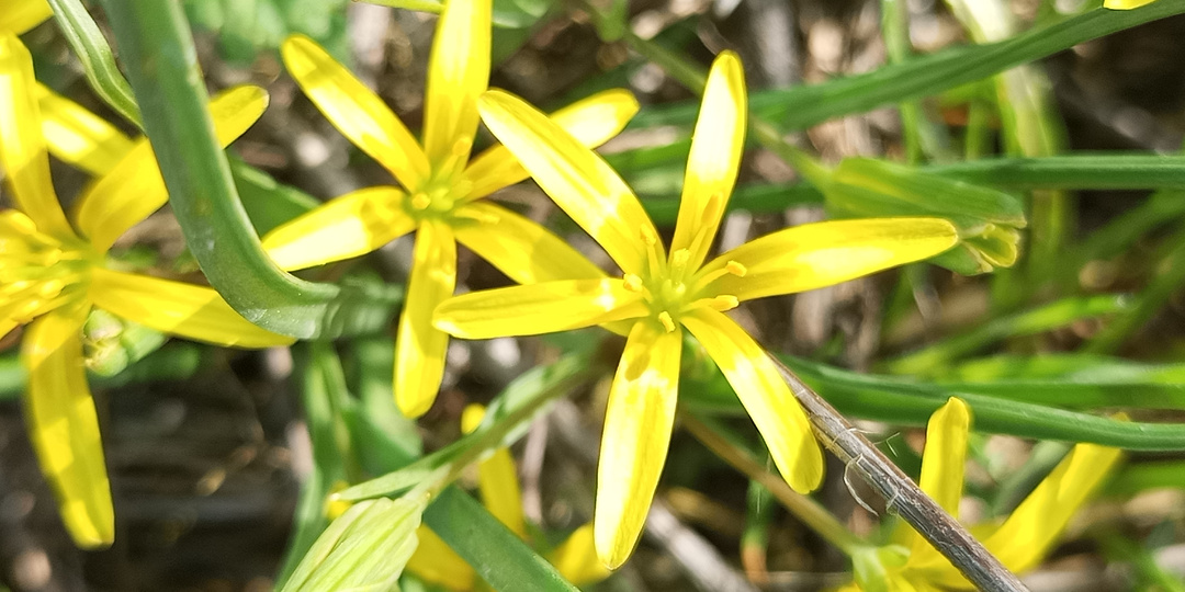 Весенние хлопоты. 🏡🐞🌱🐝