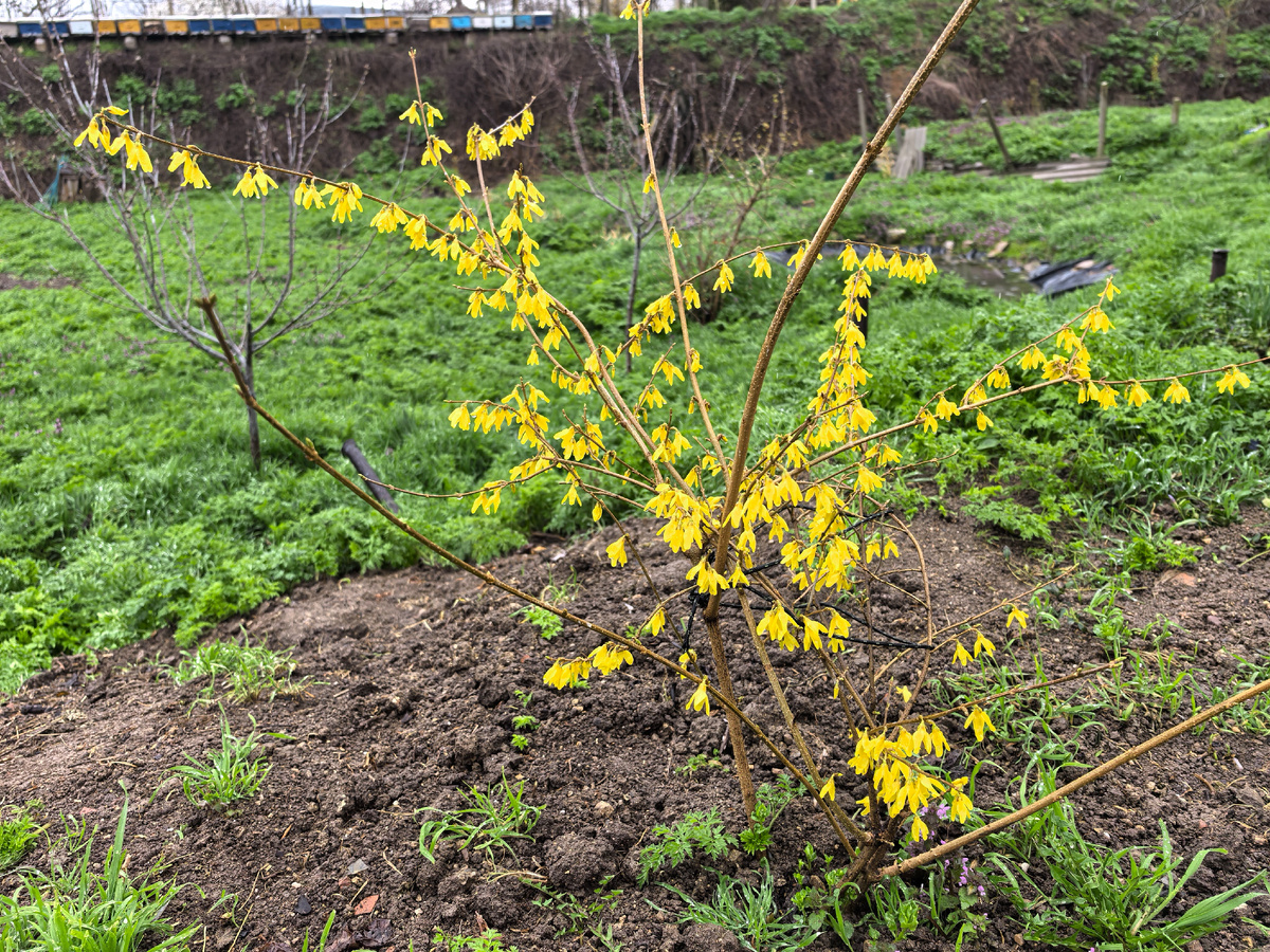 Цветущая форзиция