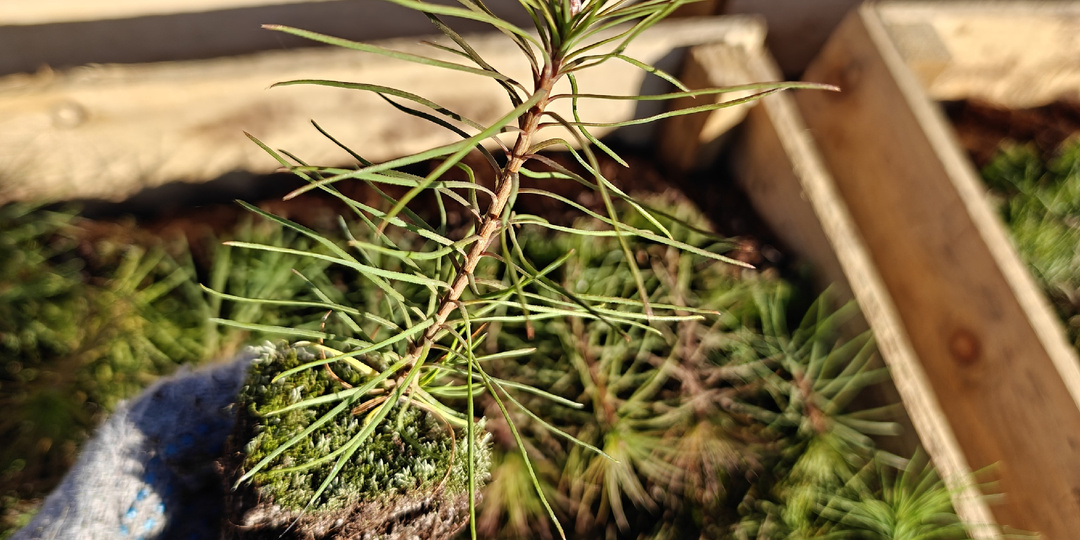 Восемь самых неприхотливых хвойных деревьев для вашего сада