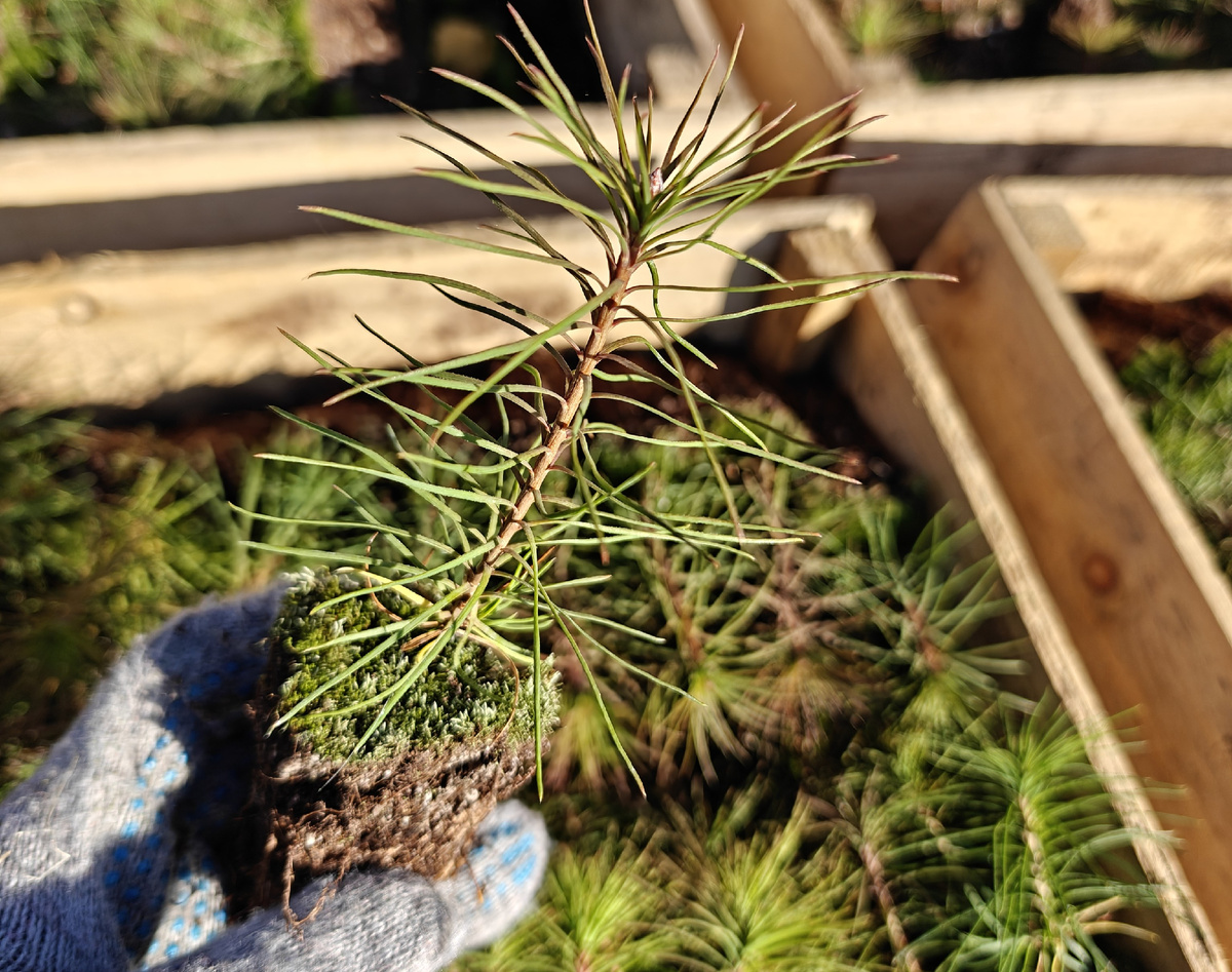 Саженец сосны. Фото автора