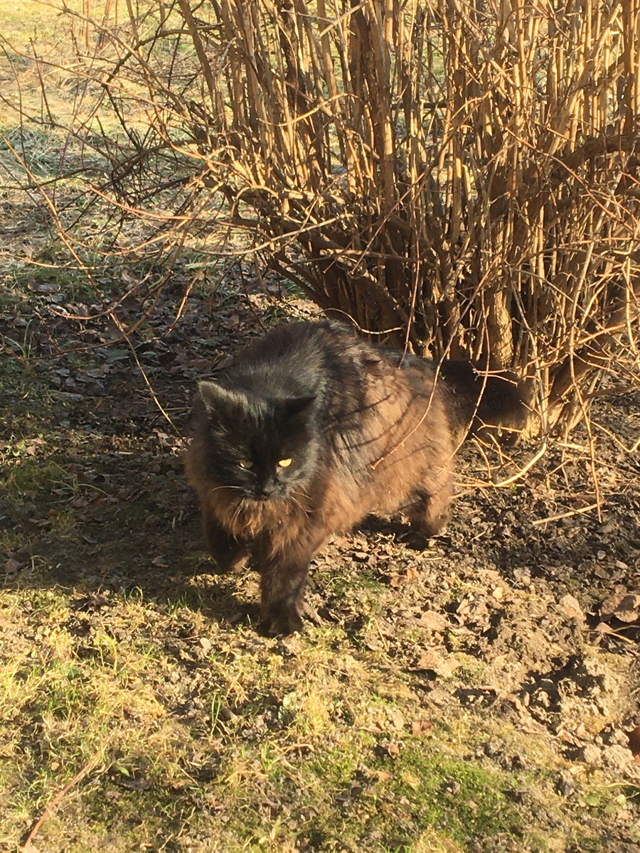 Мотя явился. Фото автора