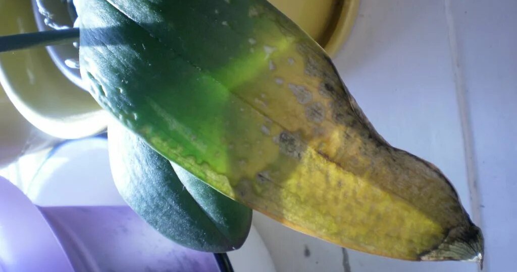 🌸Моя орхидея сгорела за 3 часа: как я поняла, что свет для фаленопсиса — это не просто "поставить на окно"