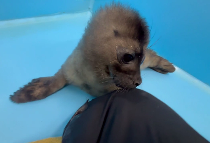 Малышка‑нерпа не линяет спустя 20 дней