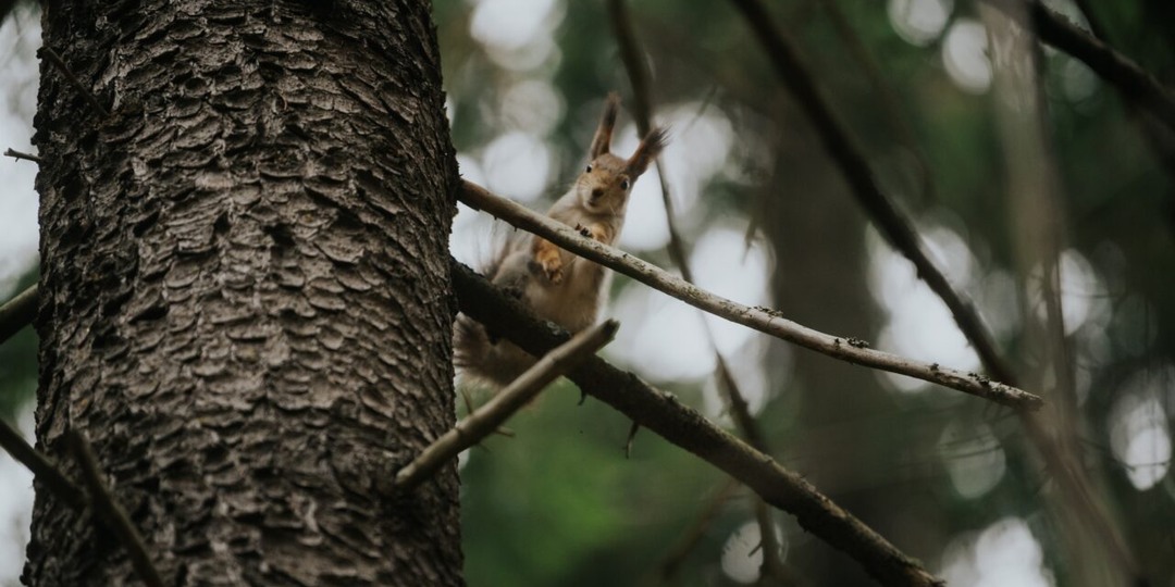 Синоптики рассказали о погоде в Петрозаводске на 31 марта