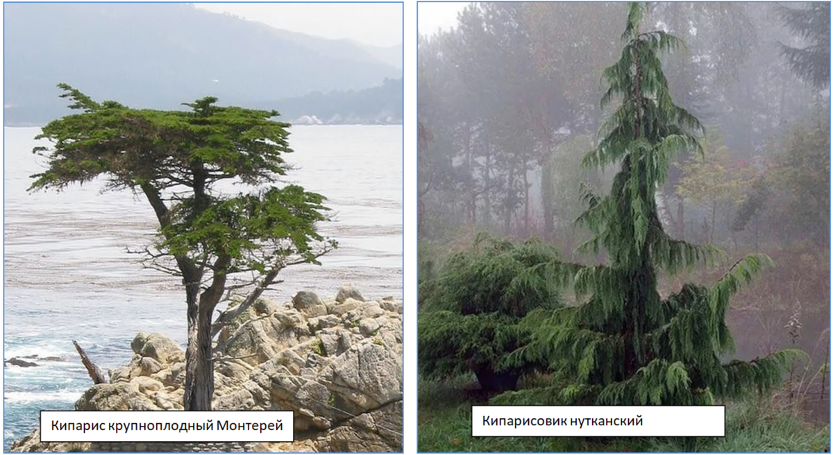 Фото из доступных источников. Коллаж мой.