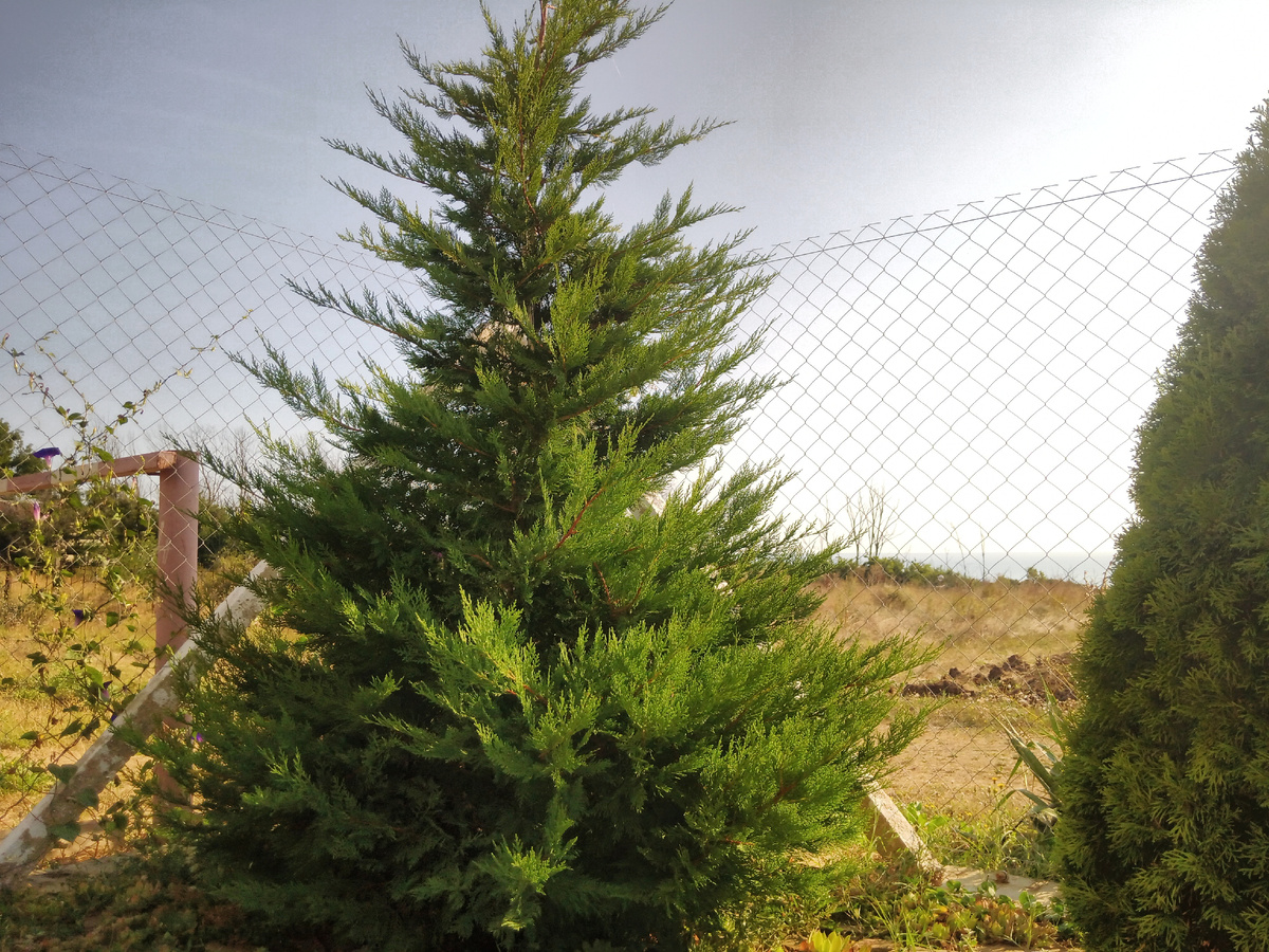 Cupressocyparis. Мой.