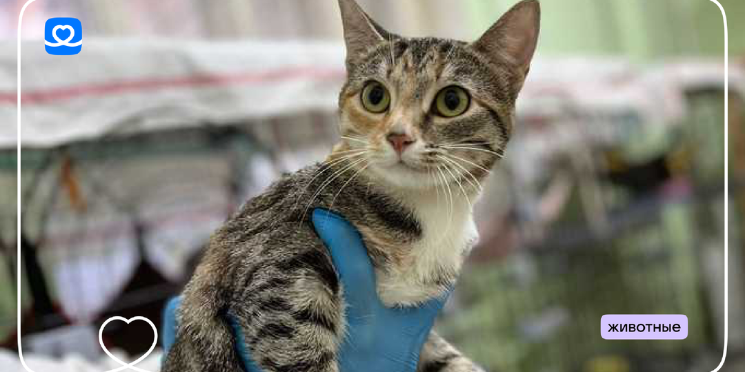 Лекарства от инфекций для десятков кошек и собак в приюте