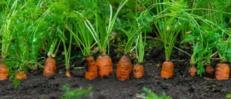 При правильном уходе морковь вырастает крупная, сладкая и хрустящая. 