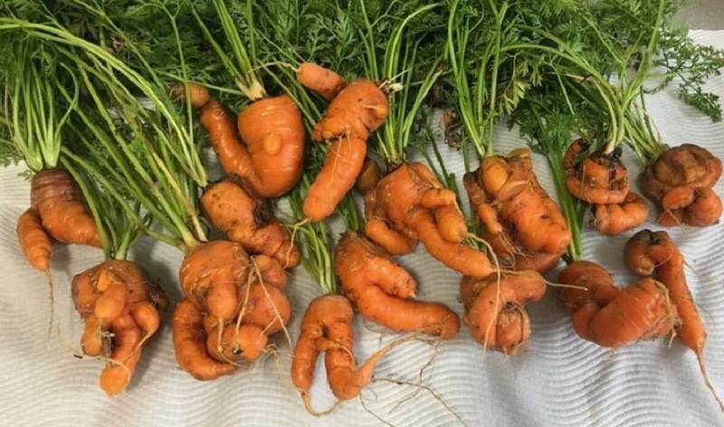 Такая морковь вырастает на неподготовленной земле, свежего навоза и неправильного полива. 