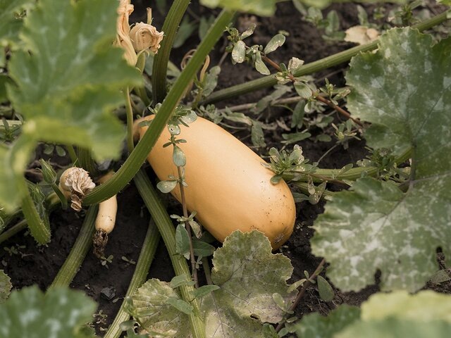    Фото: 123RF.com/galka3250