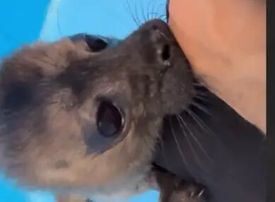    Фото: скриншот видео из тг-канала «Nerpa SPb»