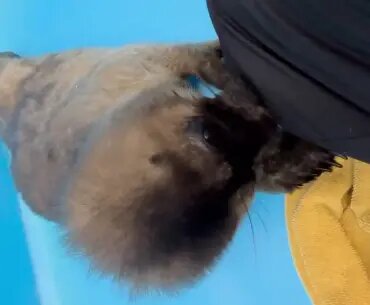    Фото: скриншот видео из тг-канала «Nerpa SPb»