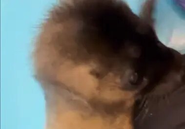    Фото: скриншот видео из тг-канала «Nerpa SPb»