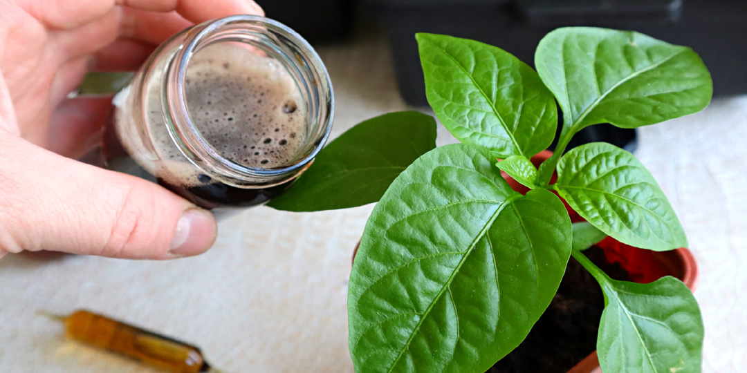 Я долго искала, чем подкормить болгарский перец на окне, чтобы он дал хороший урожай, и нашла очень эффективный настой.