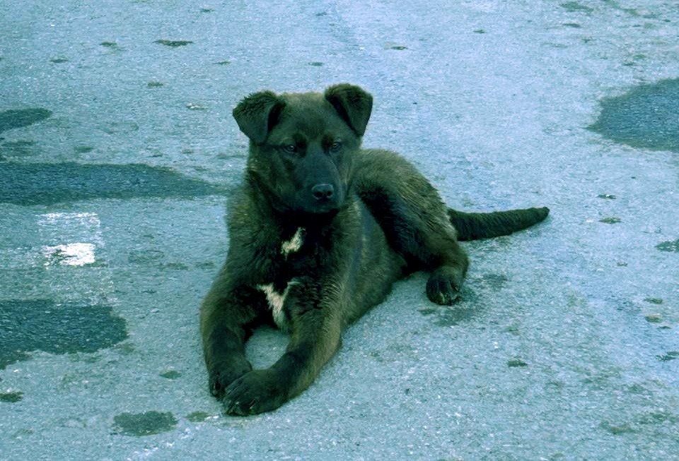     Фото: телеграм-канал «Клякса» / t.me/klyaksa_priyut