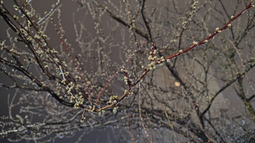   Первый городской канал Калининград