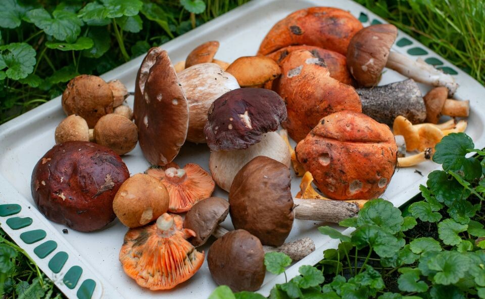    Грибы. Источник: unsplash.com