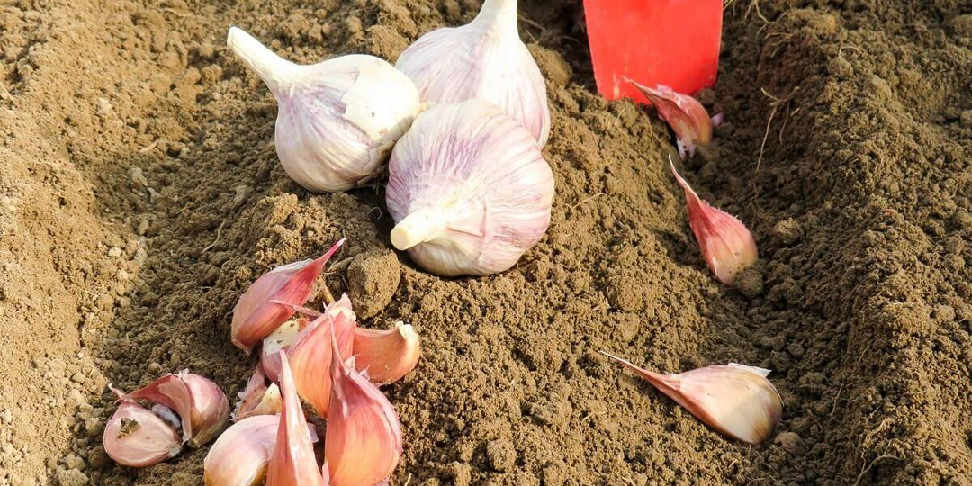 Чеснок: посадка под зиму и весной, уход и хранение