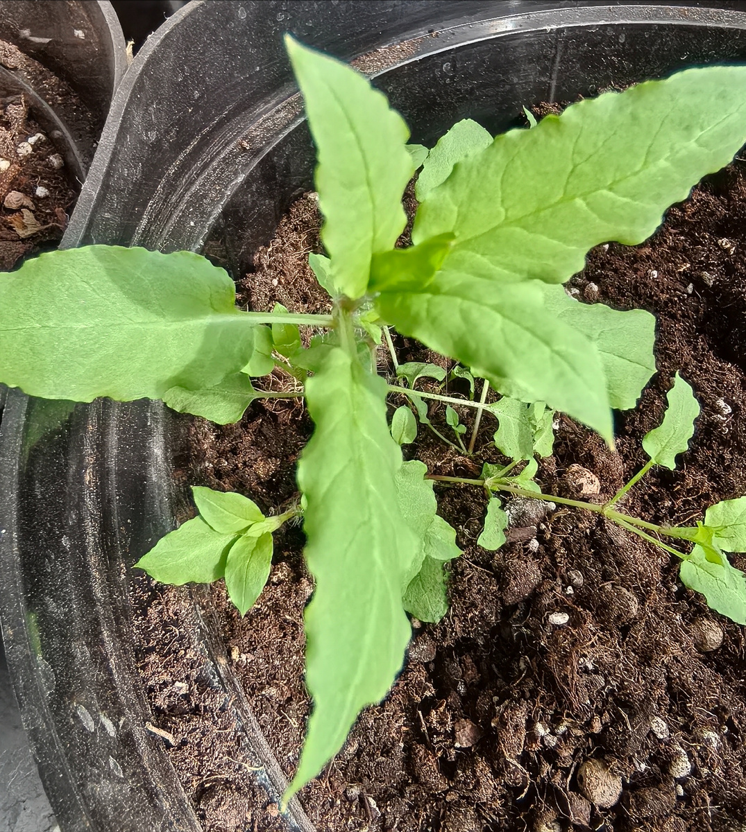 Растение, которое поставило в тупик ИИ