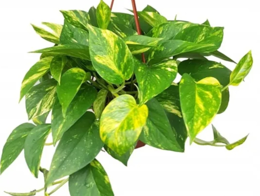 Приложение решило, что мой сеянец - сциндапсус. Настоящий сциндапсус на этом фото.