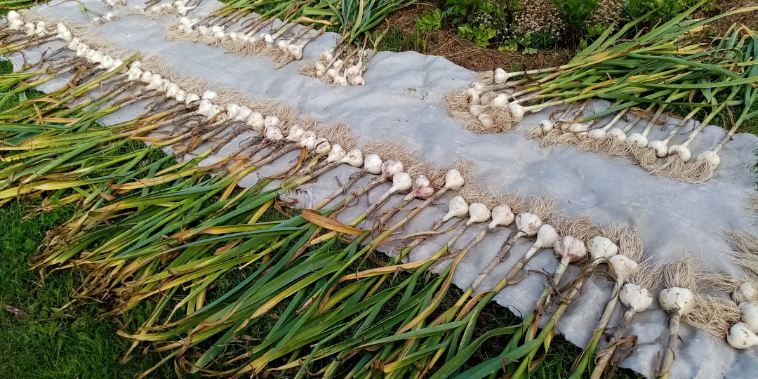 Необходимые весенне-летние подкормки озимого чеснока и лука. Секрет для урожая