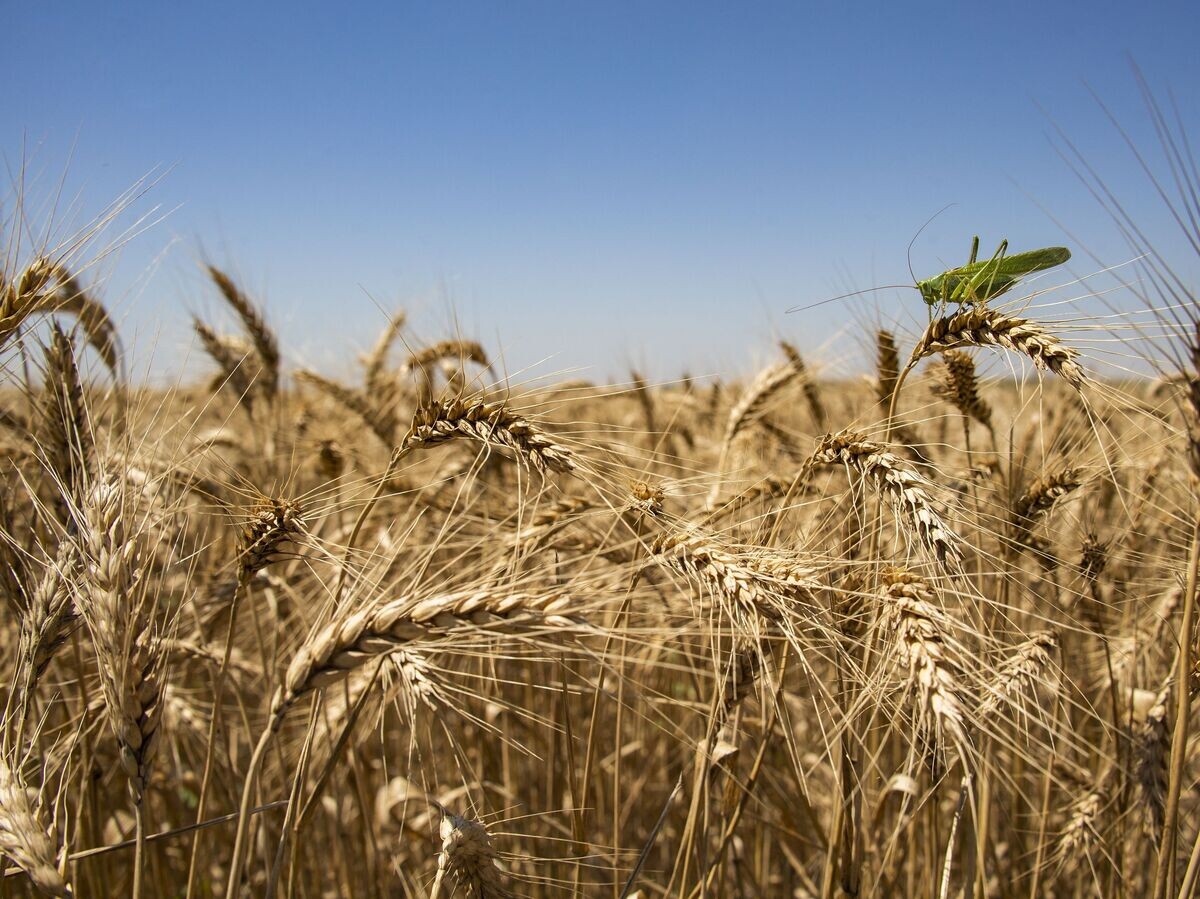    Колосья пшеницы на поле© РИА Новости . Дмитрий Макеев