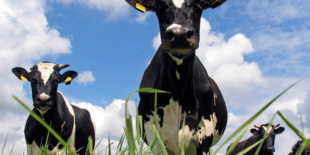 Документ ветслужб Казахстана пролил свет на изъятие коров в Новосибирске