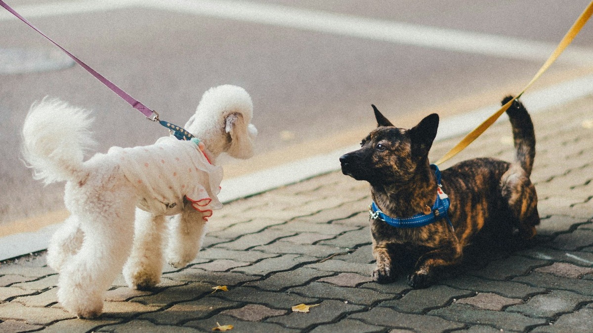    Знакомство с животным на прогулке — первый шаг к принятию решения об усыновлении