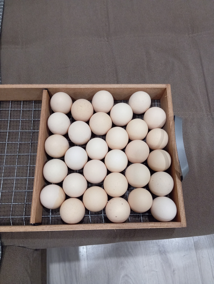 Лоток инкубатора. 