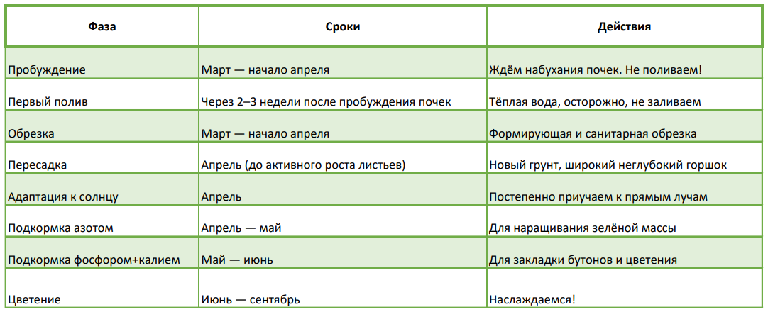 Фазы пробуждения адениума