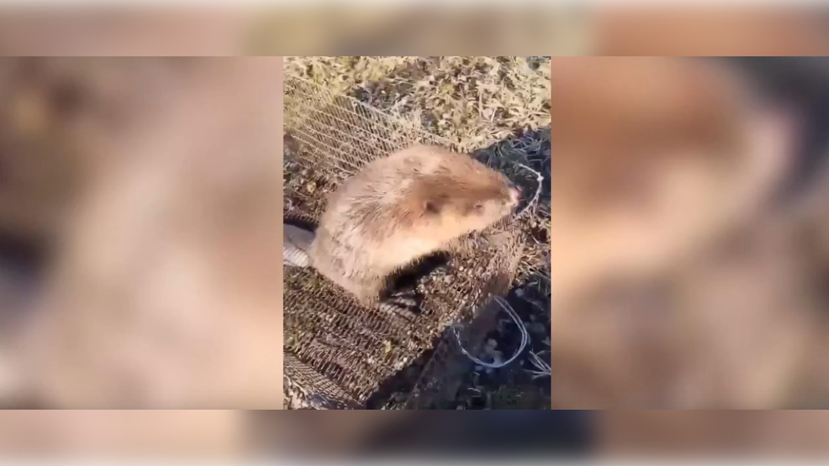    В Солнцевском районе Курской области спасли бобра