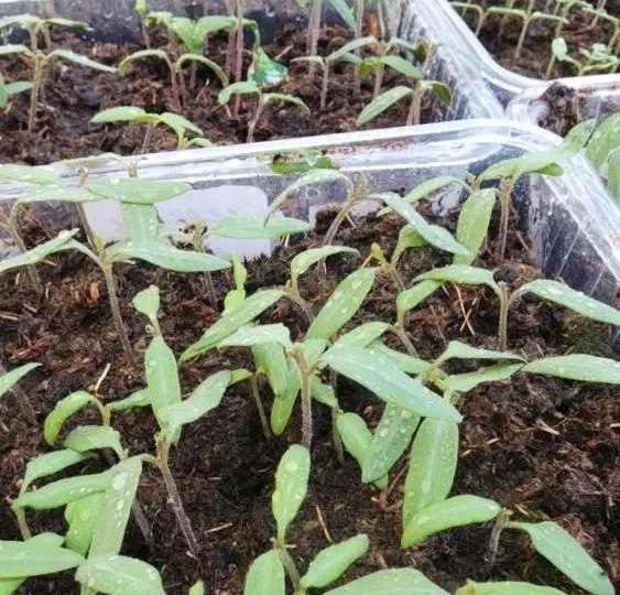 Почему рассада не растёт и стоит на месте: 5 причин, о которых редко говорят.