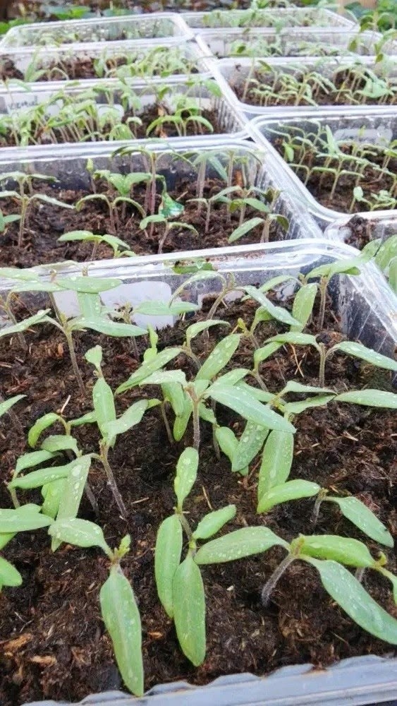 рассада остановилась в росте
