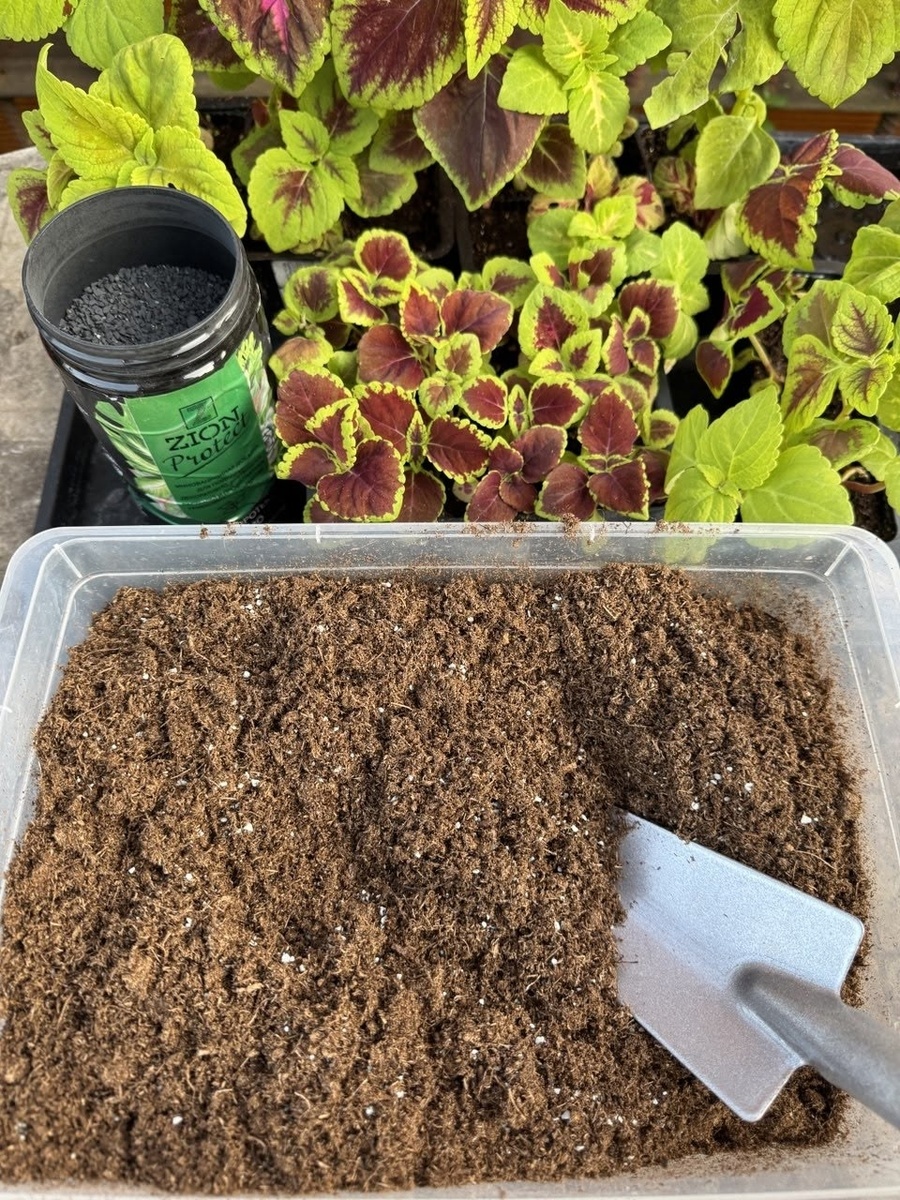 какой грунт выбрать для рассады