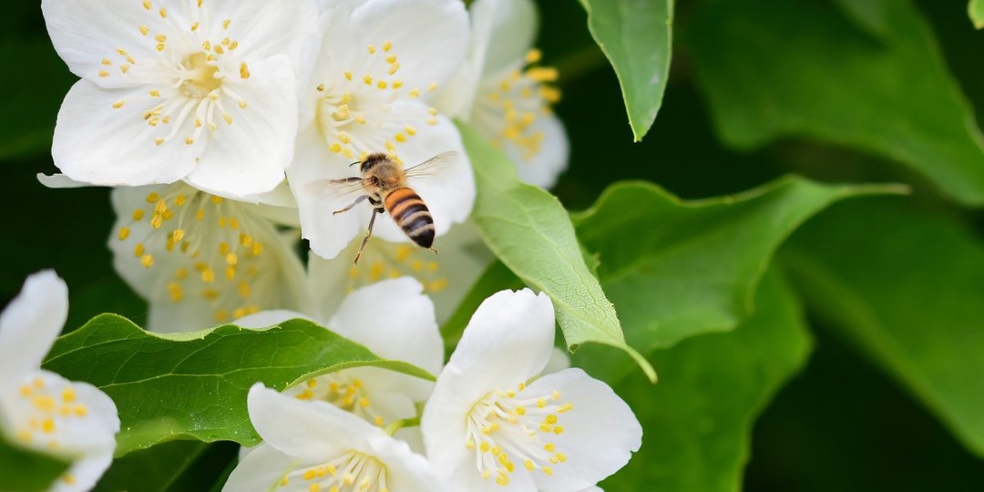 Чубушники в моем саду: ароматное счастье, которое я собирала годами