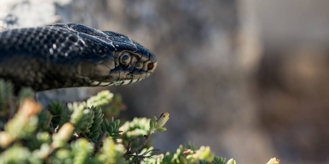 Укусила гадюка: первая помощь и рекомендации