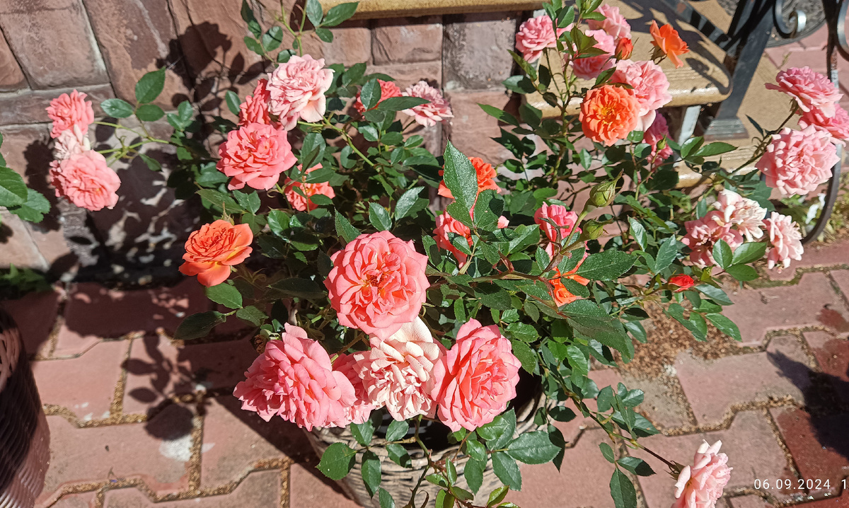 РОЗА-ПАТИО НИНЕТТА.