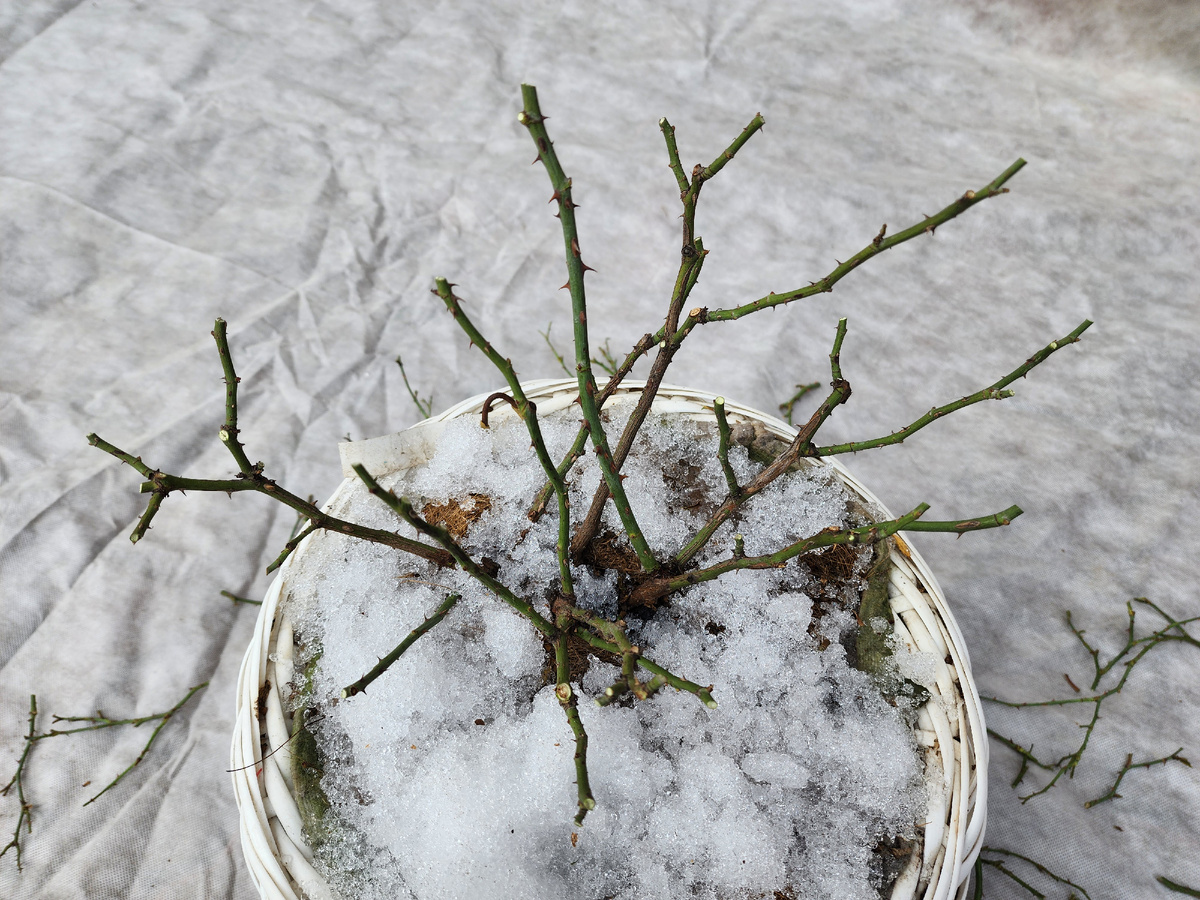 Предварительная обрезка розы. Но скорее всего, потребуется дополнительное формирование куста после пробуждения почек.